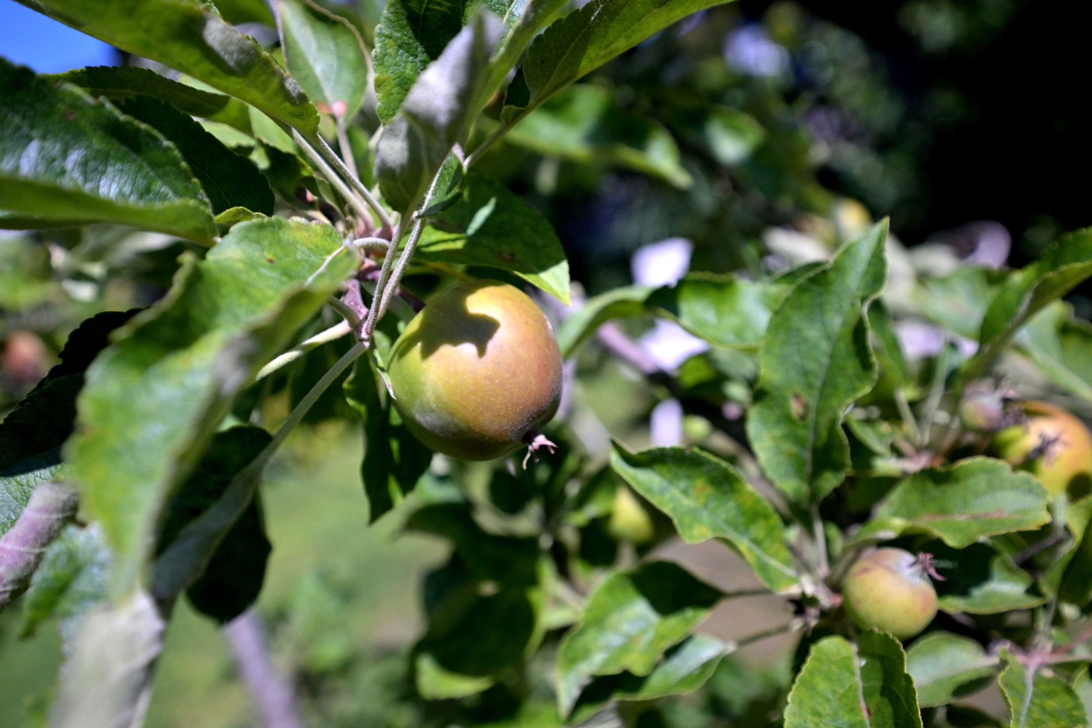 Foto 45 van Kortenaerstraat 55