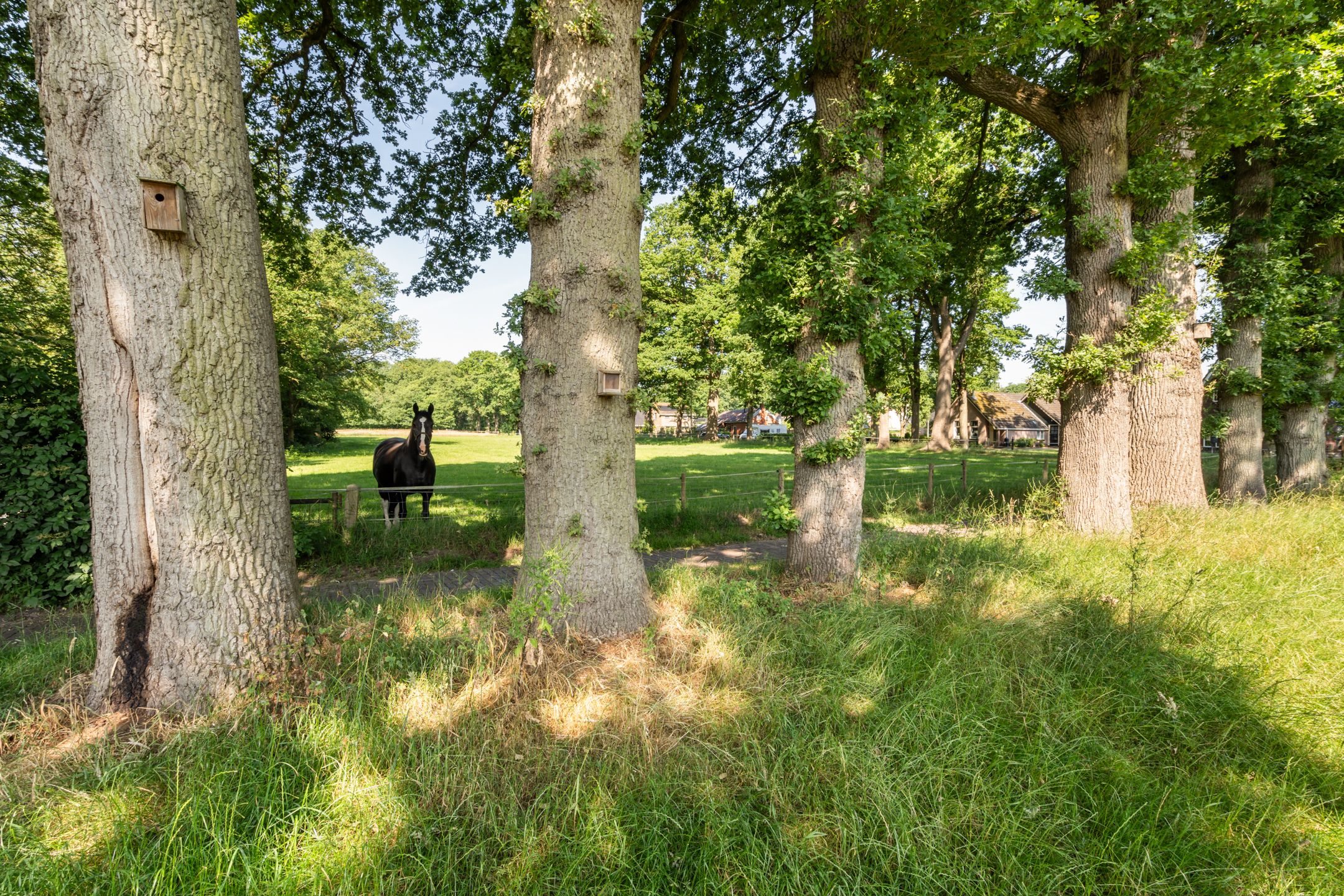 Photo 39 of Kieveen 11