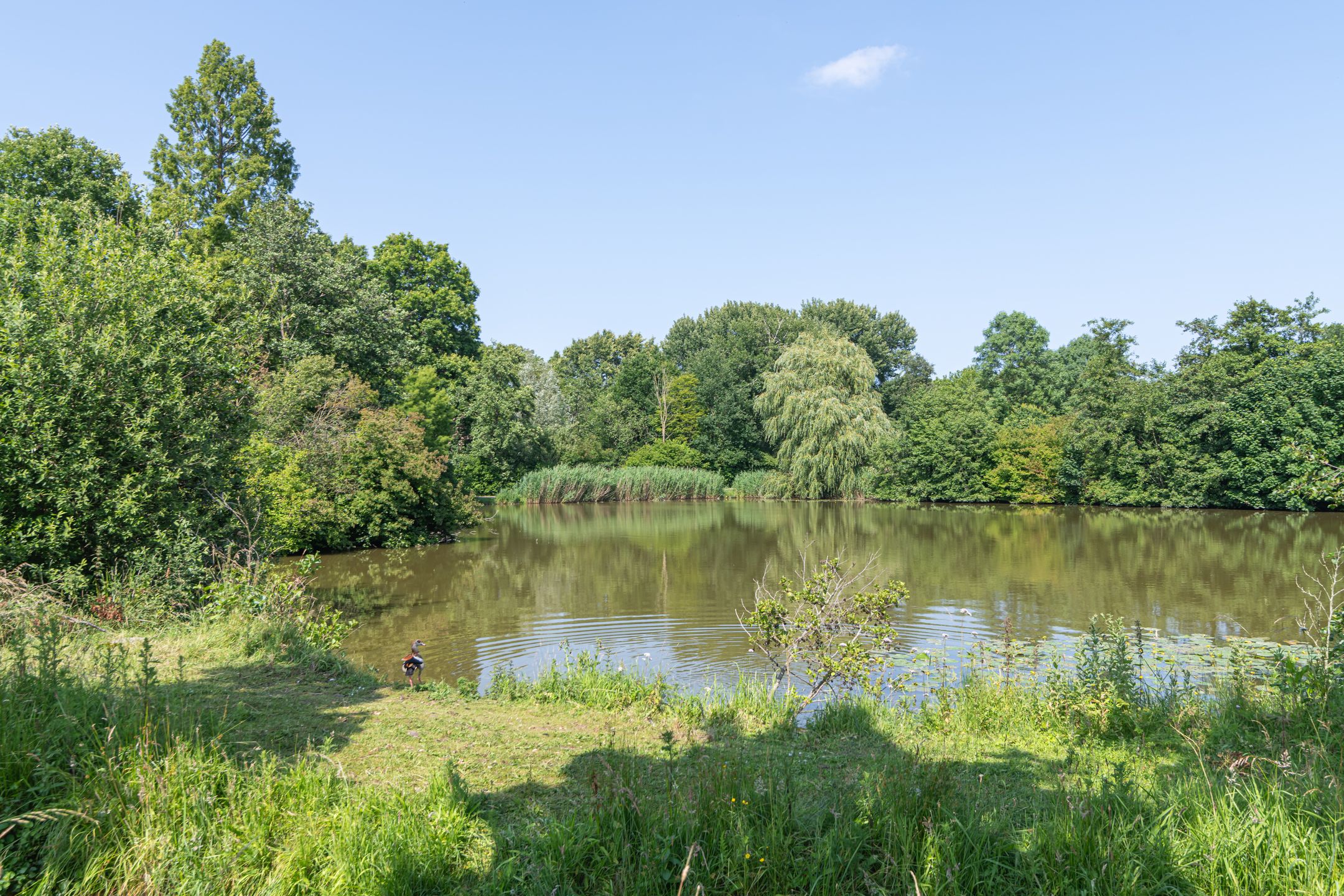 Foto 33 van Meidoornstraat 12