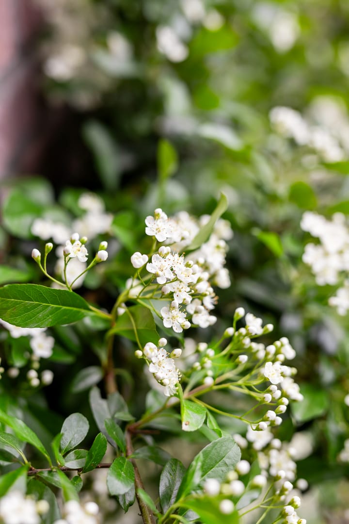 Foto 24 van Strandwal 91