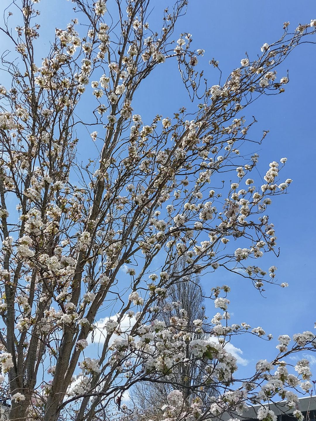 Foto 38 van Chris de Jongstraat 20