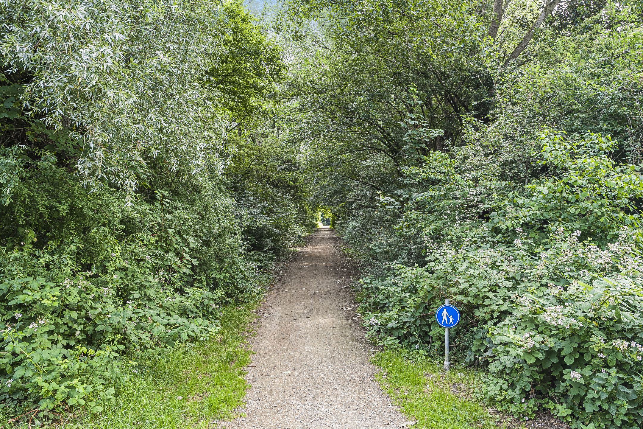 Foto 33 van Koolmees 62