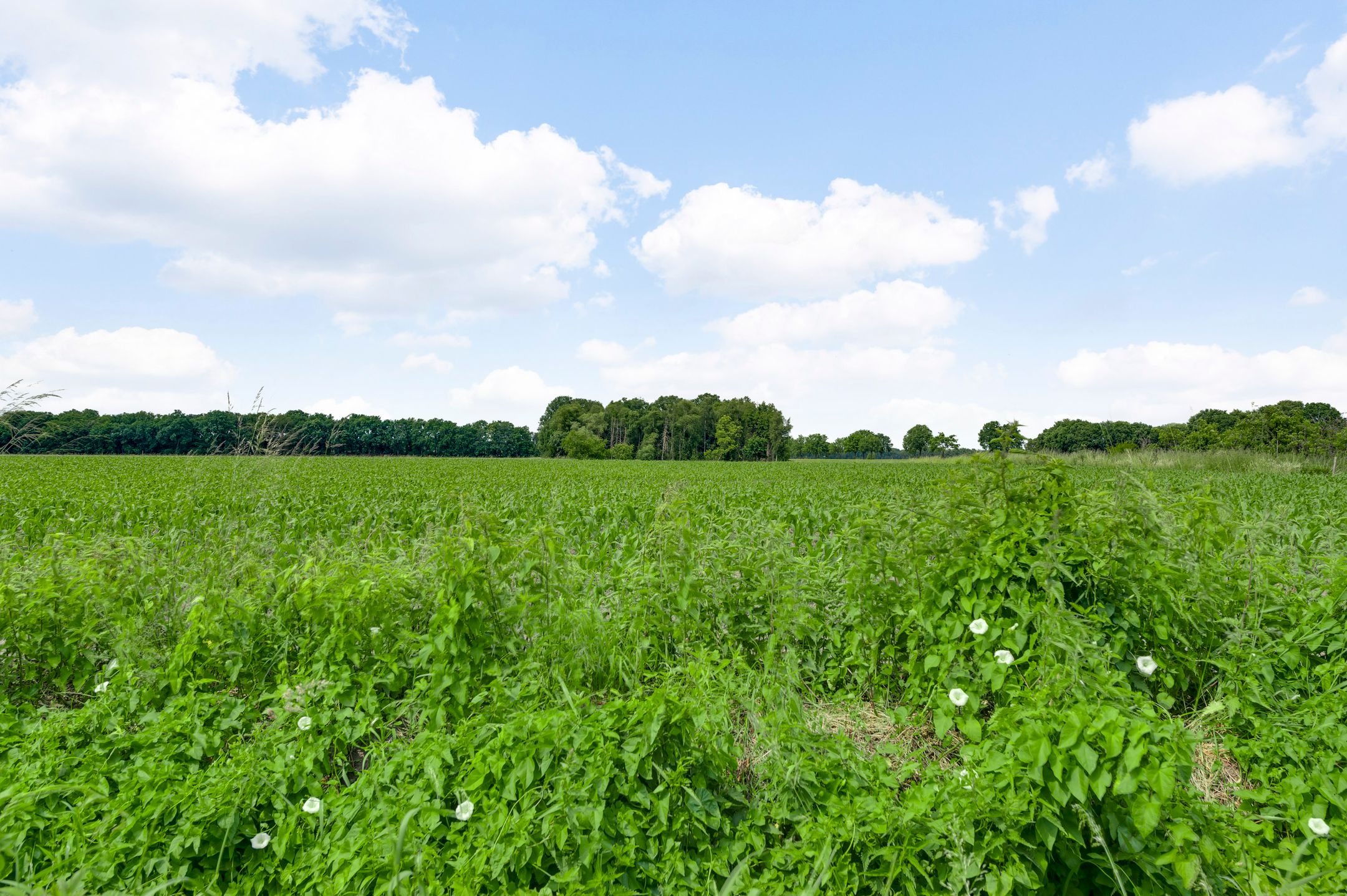 Foto 42 van Dorpstraat 58