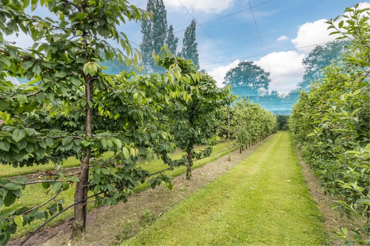 Foto 3 van Rechtestraat 6