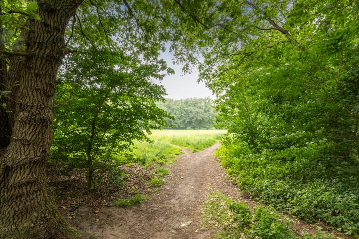 Foto 22 van Landschaplaan 107