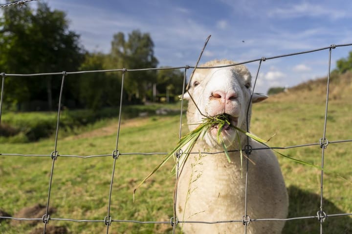Foto 43 van Reijerweg 4