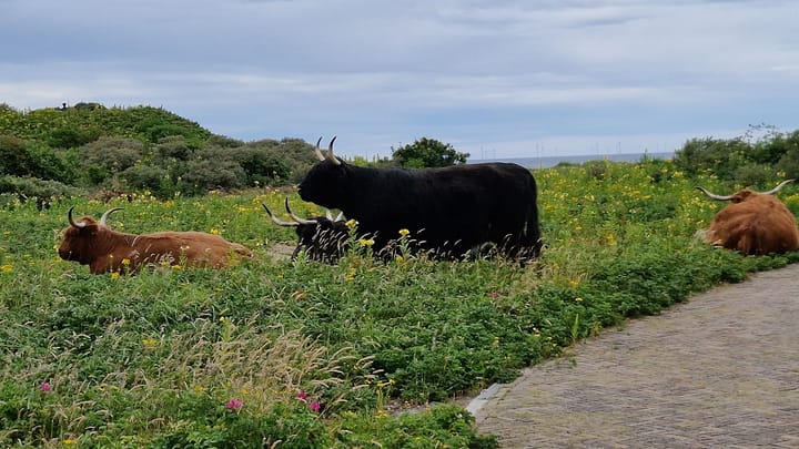 Foto 30 van Schoklandsestraat 20