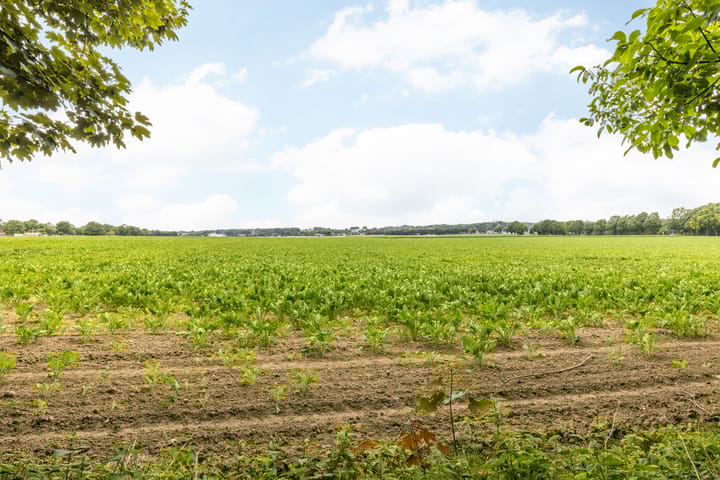 Foto 51 van Hommerter Allee 84