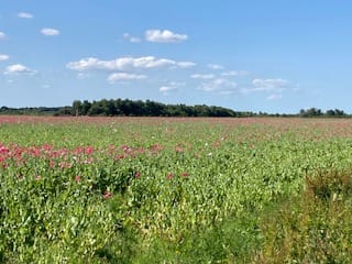 Foto 16 van Europaweg 329