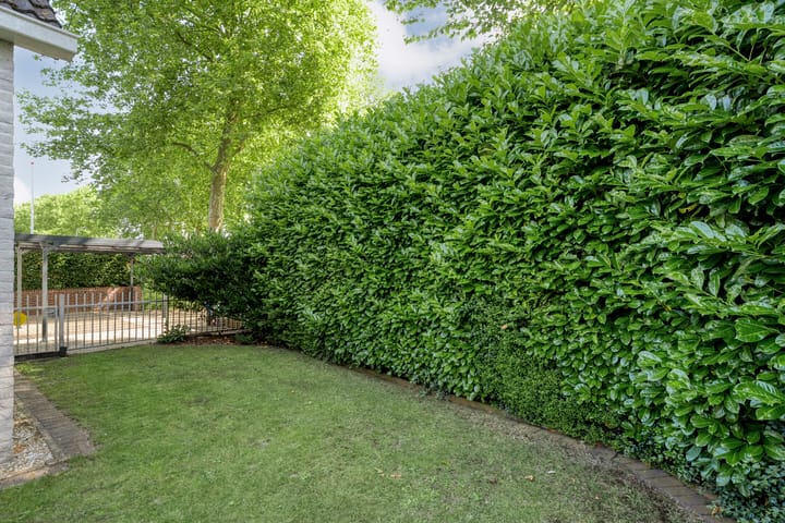 Foto 49 van Citroenvlinder 3