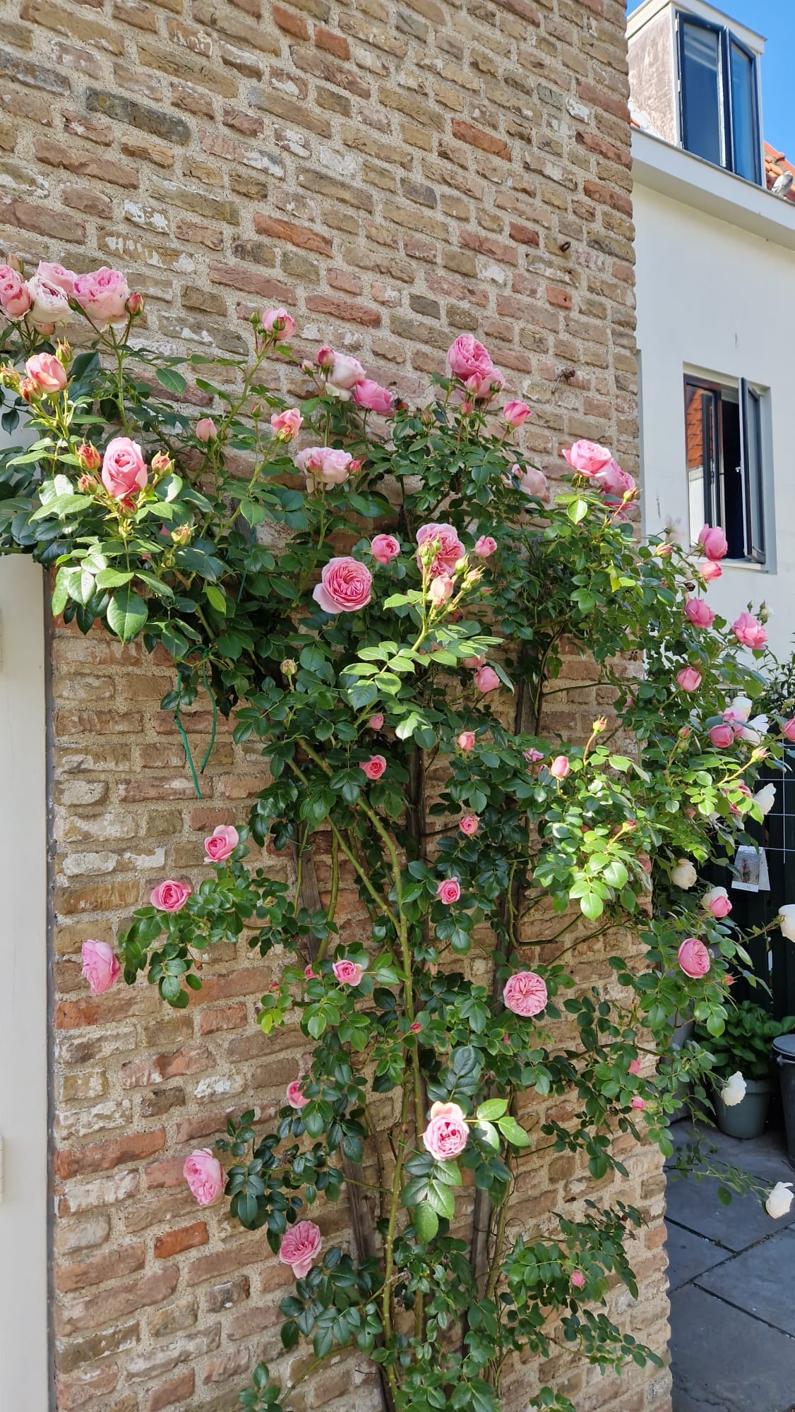 Photo 30 of Groenewoud 26