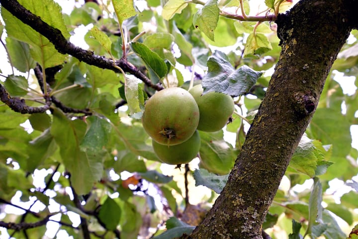 Foto 56 van Achterhoven 20