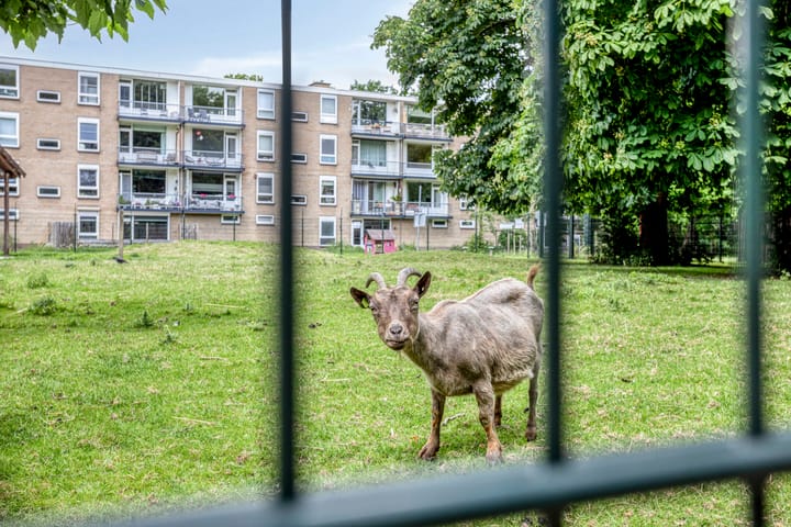 Photo 30 of Wenckebachplantsoen 36