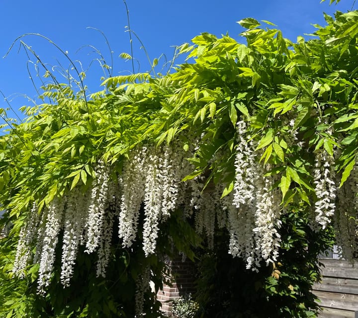 Foto 48 van Heksenwiellaan 115