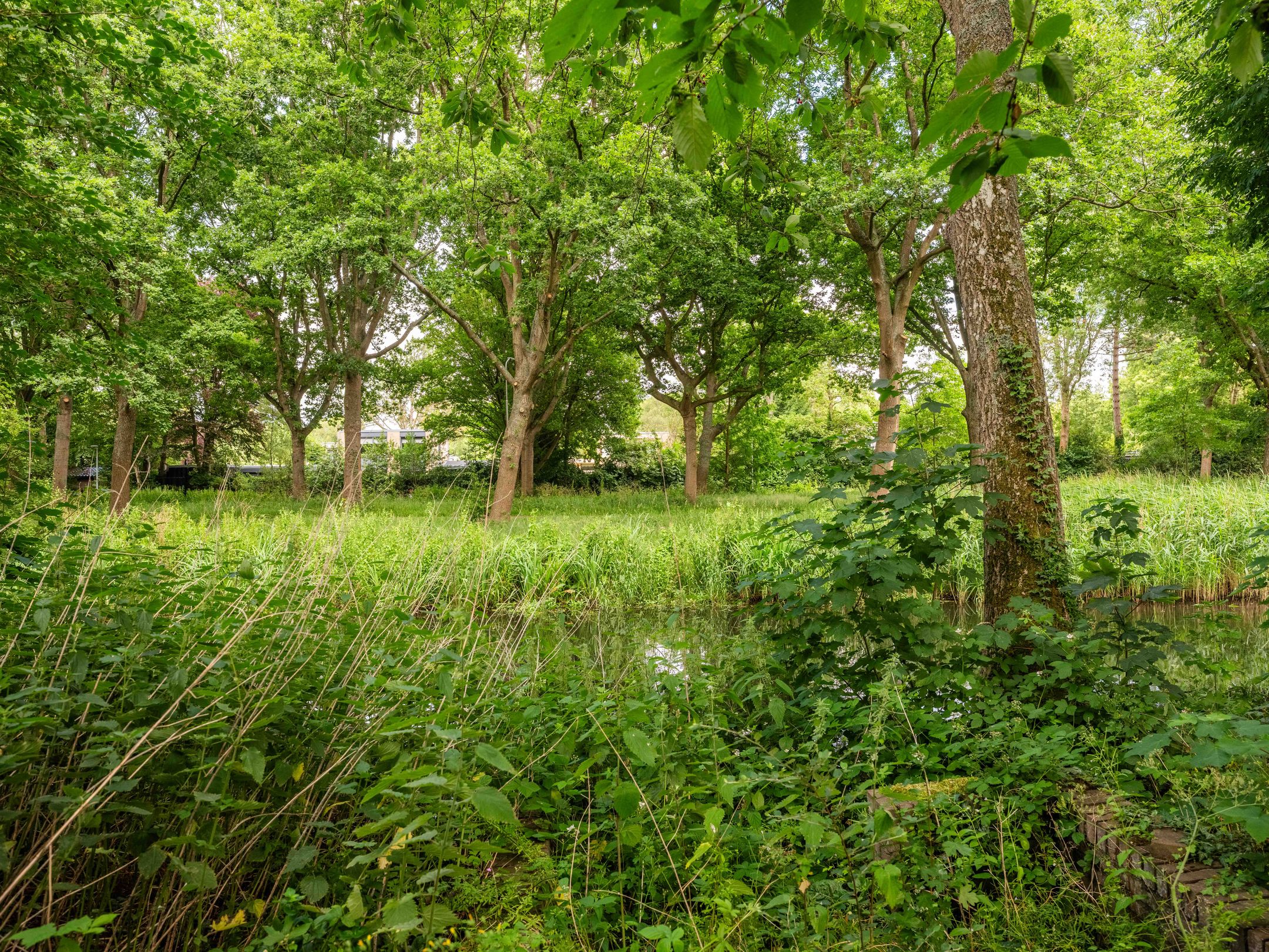 Foto 42 van Noordlaan 27