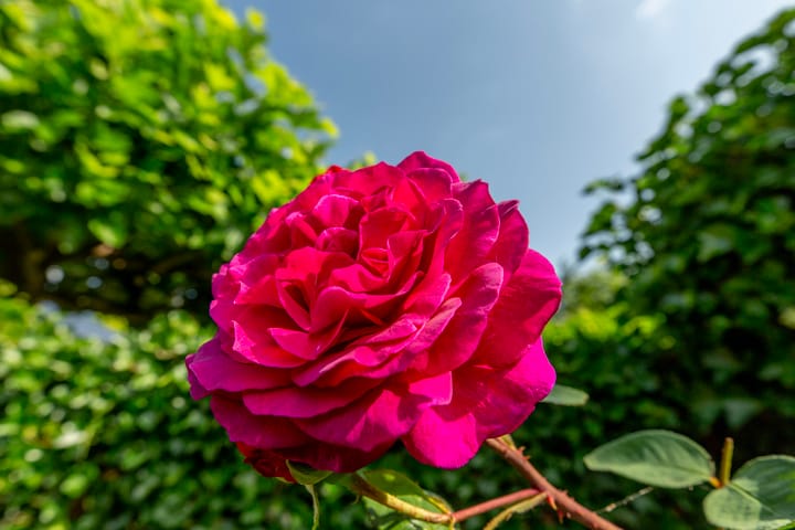 Foto 56 van Nico van der Valkweg 2