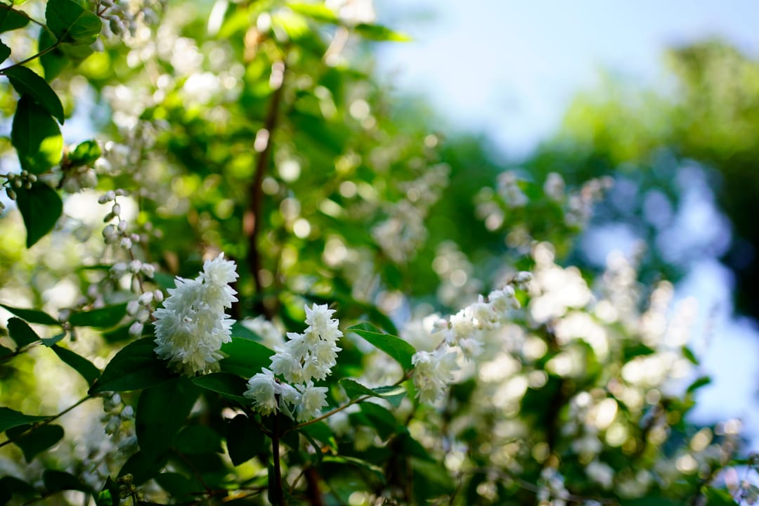 Foto 28 van Schimmelpenninckstraat 30-B