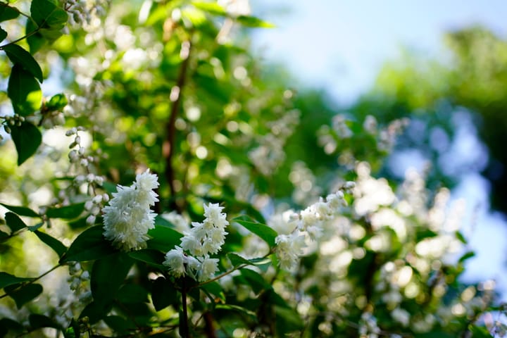 Photo 28 of Schimmelpenninckstraat 30-B