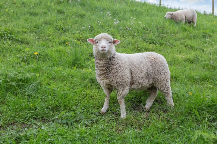 Foto 45 van Korenbloemstraat 81