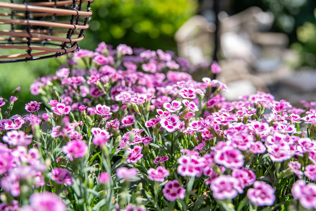 Foto 37 van Kaardebol 10