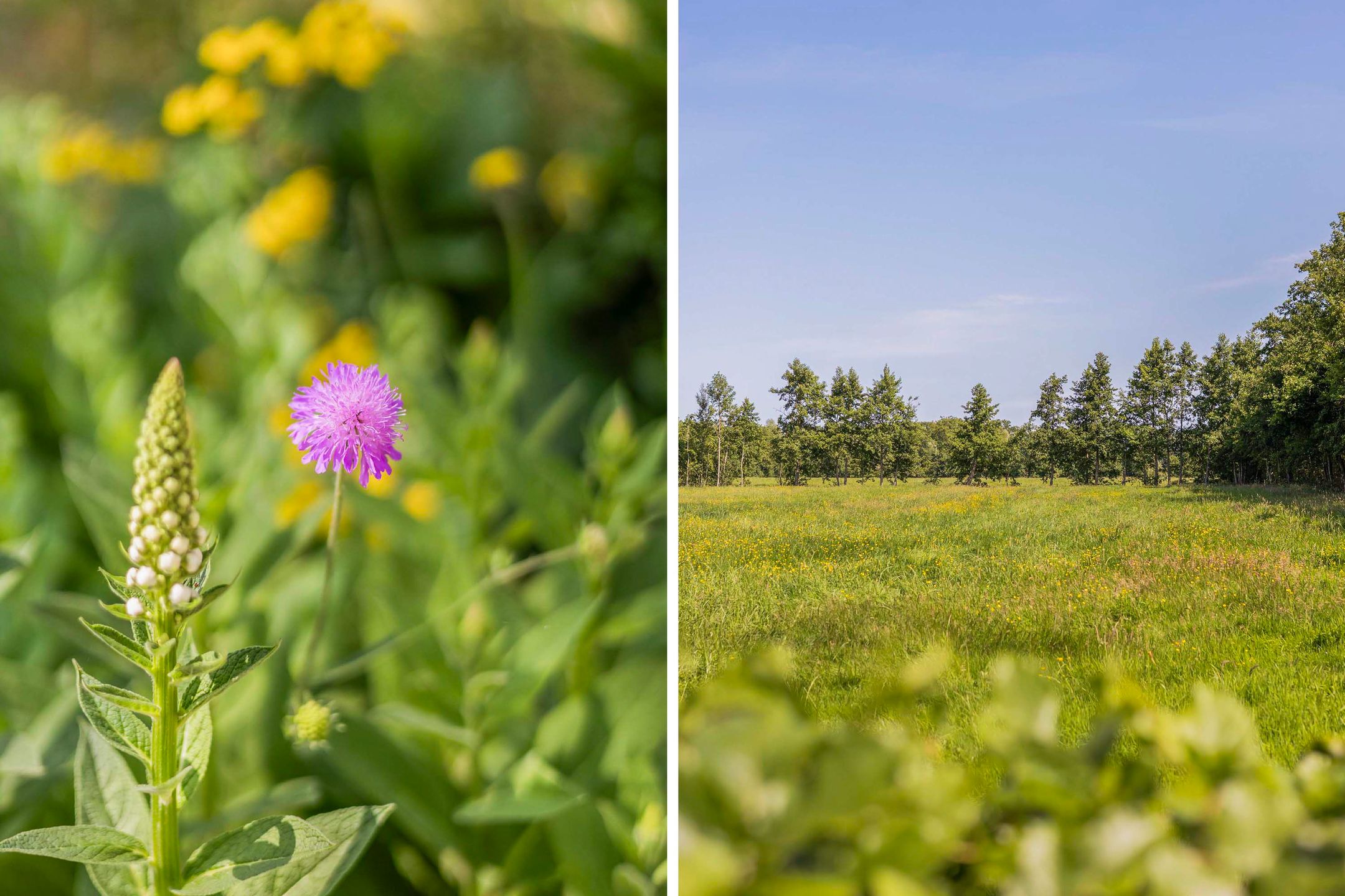 Foto 39 van Lânsbuorren 7