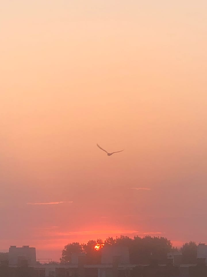 Foto 33 van Mozartlaan 124