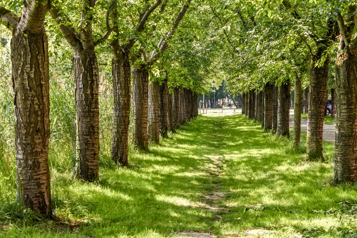 Foto 36 van Opaalhof 25