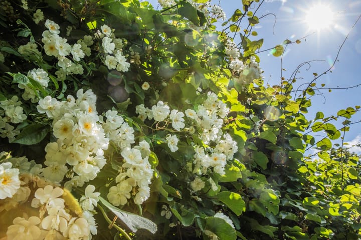 Foto 31 van Hageneind 2