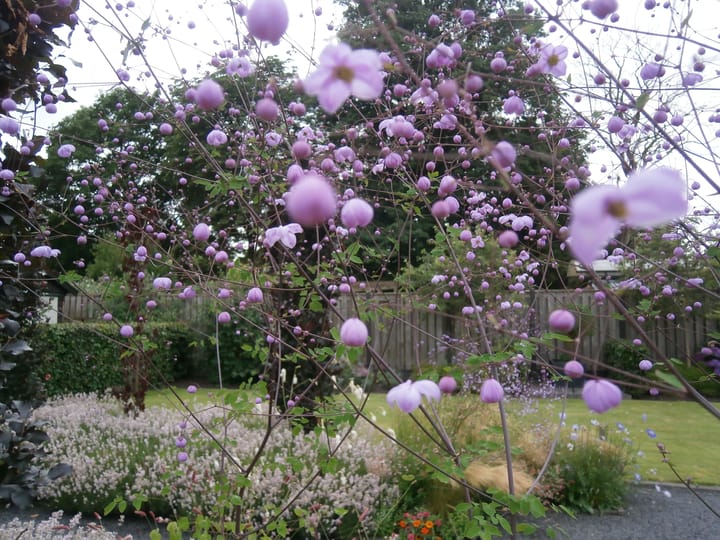 Photo 33 of Grotestraat 282