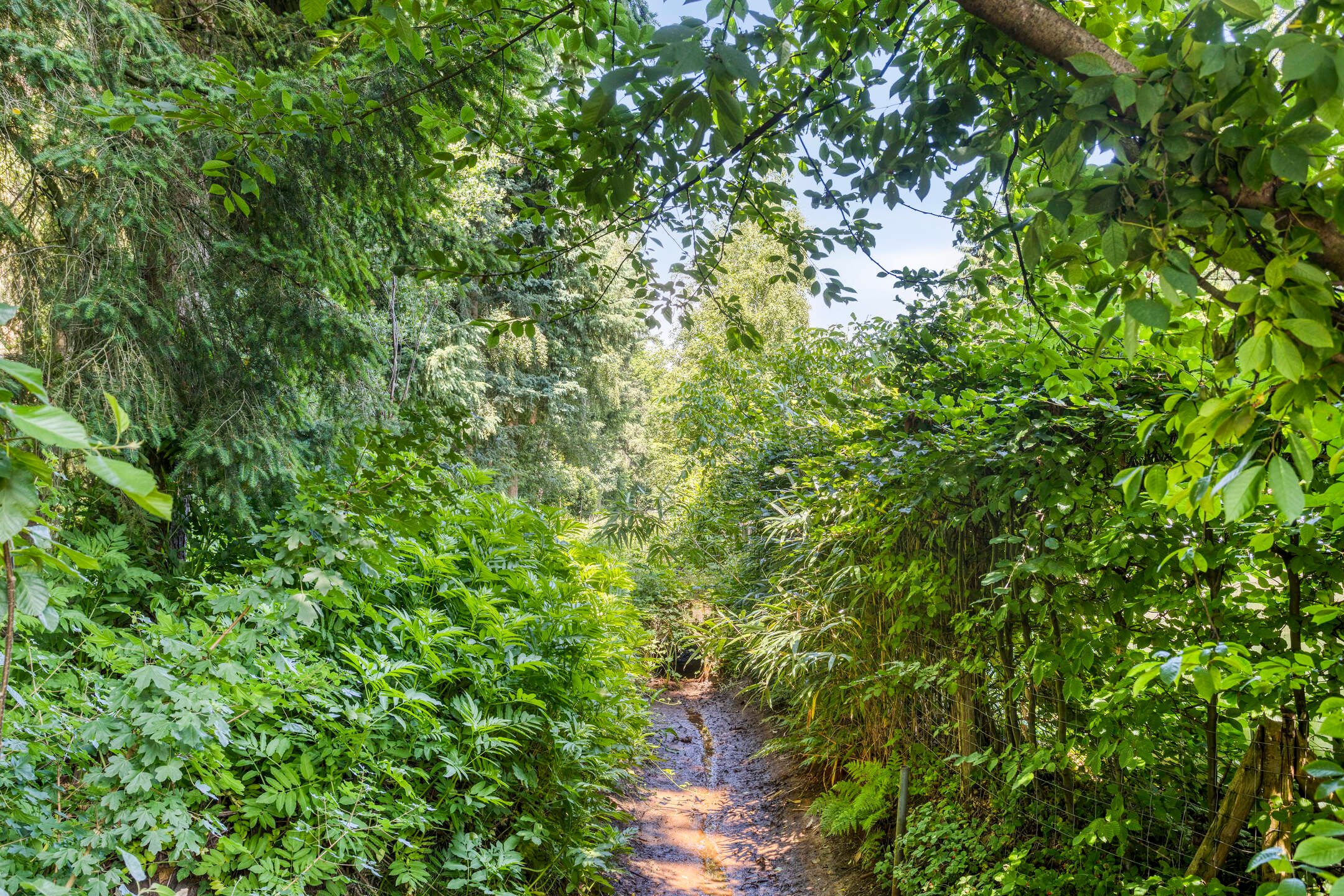 Foto 36 van Geranium 84