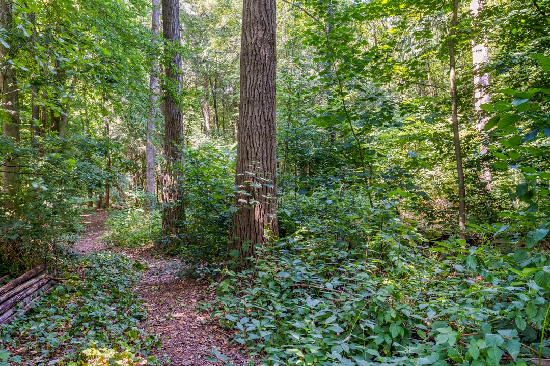 Foto 37 van Geranium 84