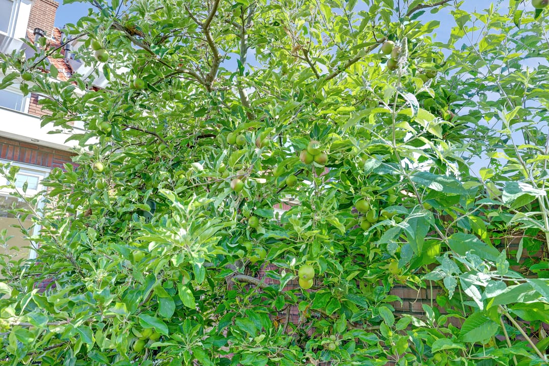 Photo 46 of Vossenlaan 67