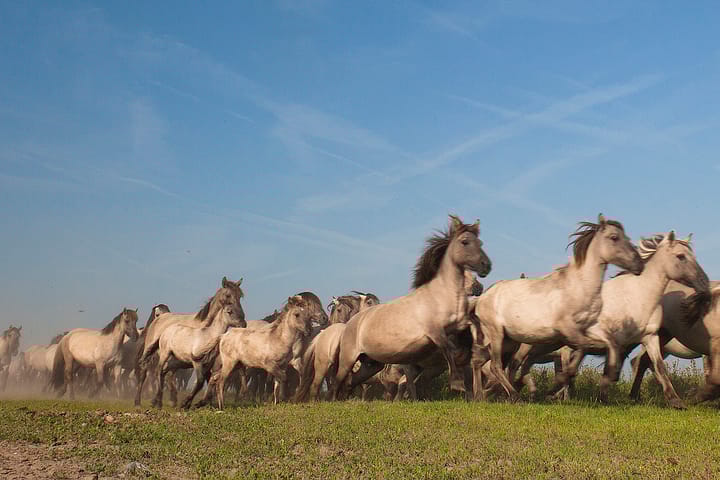 Foto 46 van Juwelenhof 5