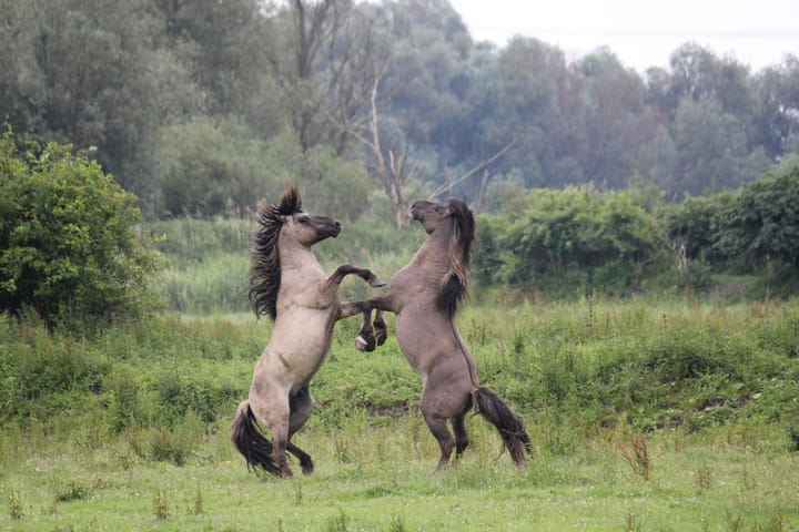 Foto 48 van Juwelenhof 5