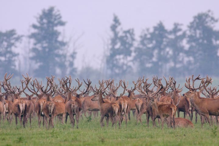 Foto 50 van Juwelenhof 5