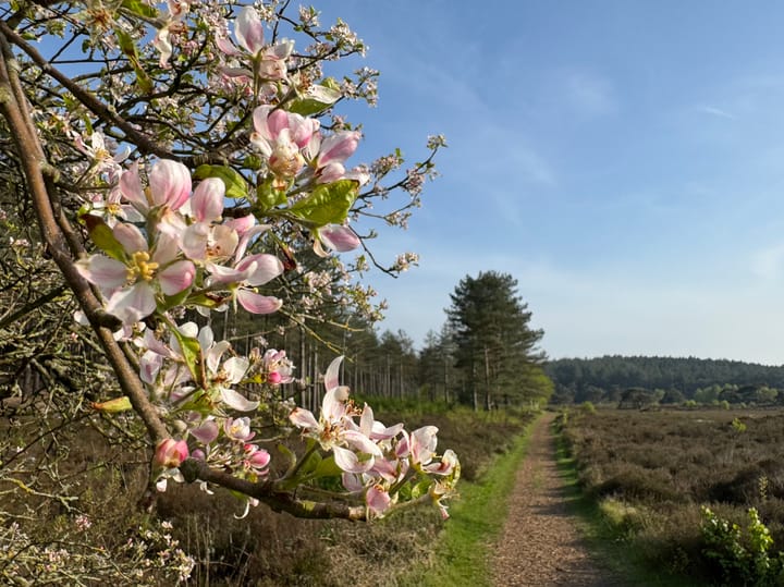 Photo 42 of Wagenmakersweg 21