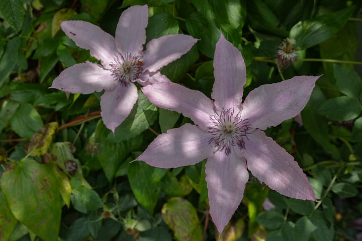 Photo 55 of Watersnip 34
