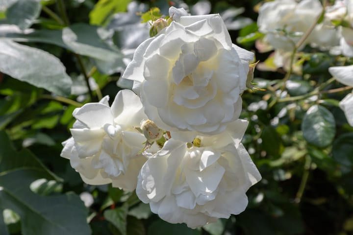 Photo 75 of Watersnip 34