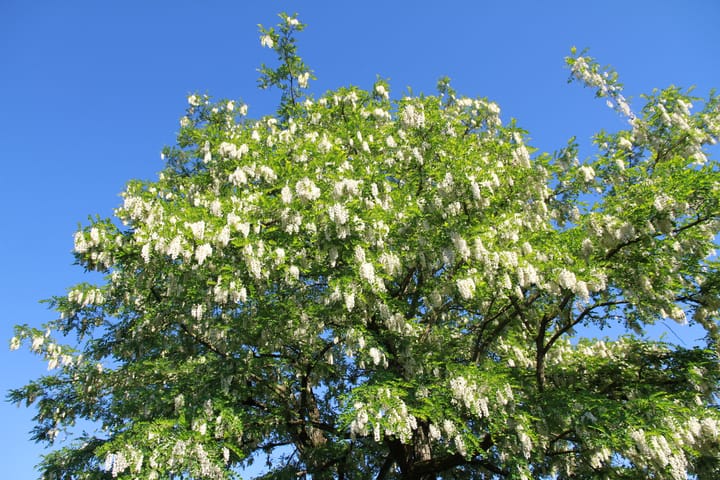 Foto 38 van Hoogstraat 277