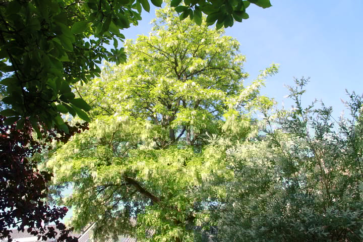 Foto 40 van Hoogstraat 277