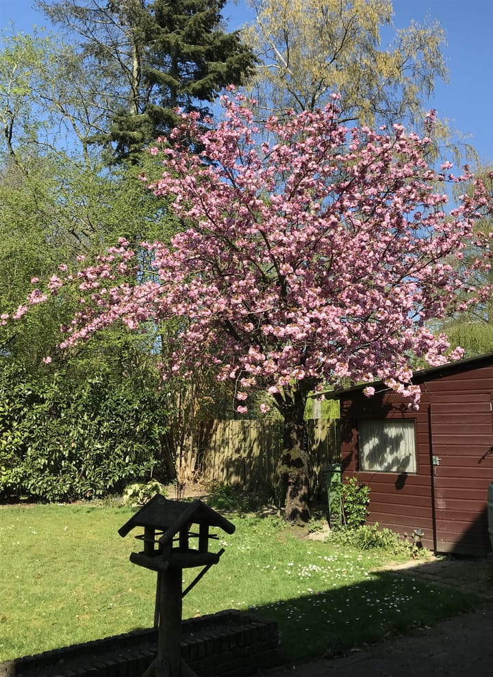 Foto 38 van van Steenhuijslaan 7