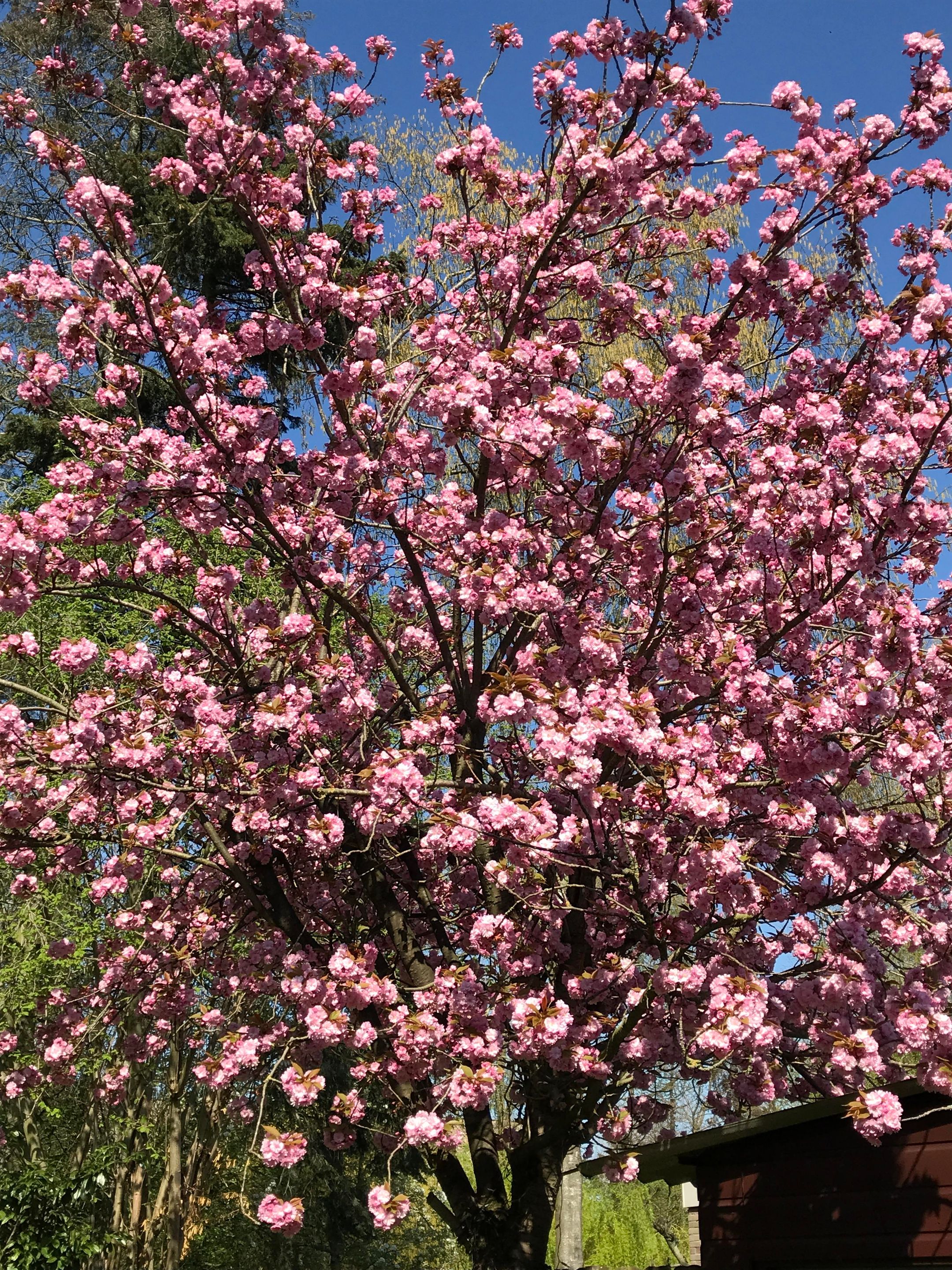 Foto 39 van van Steenhuijslaan 7