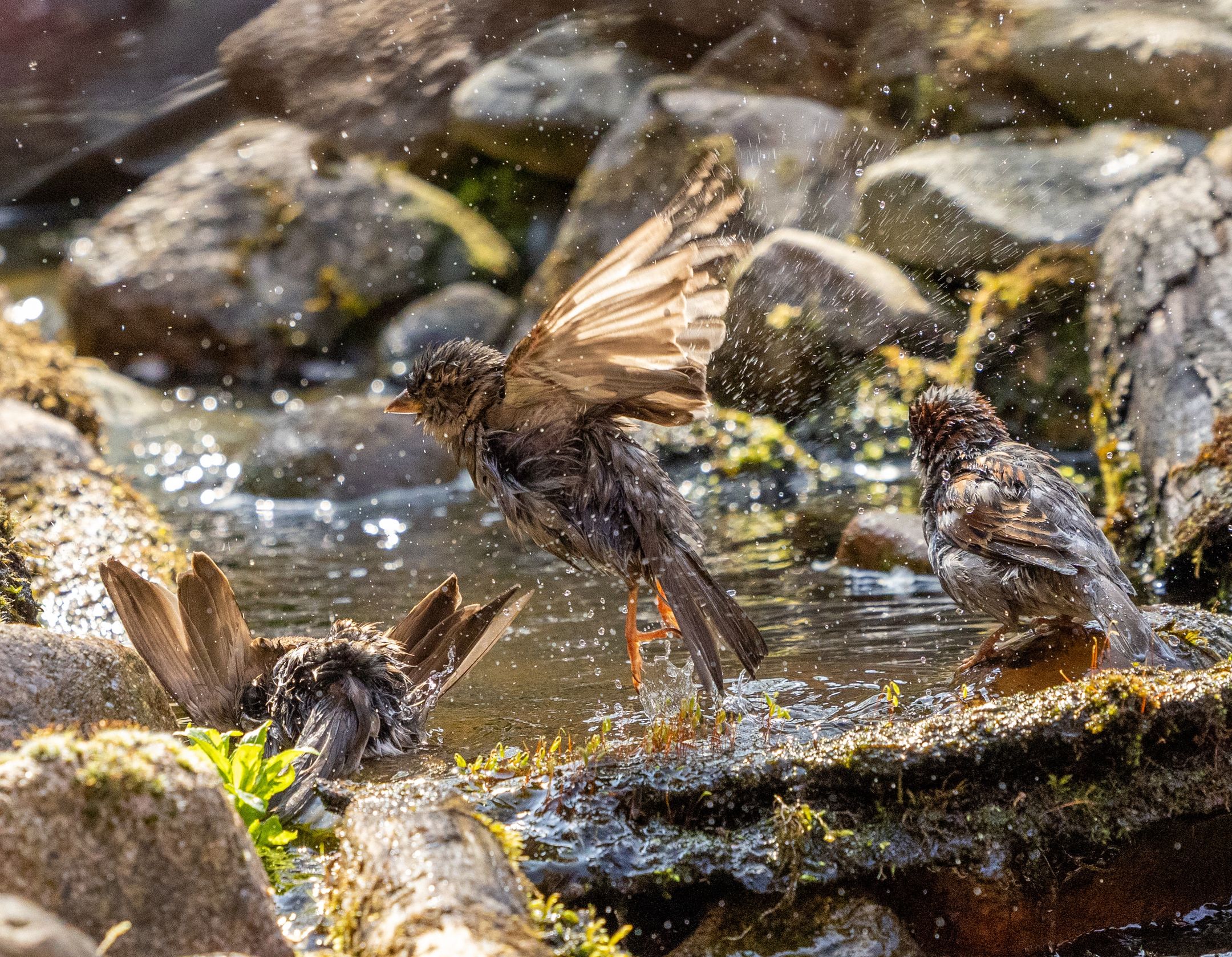 Foto 33 van Groene Specht 11