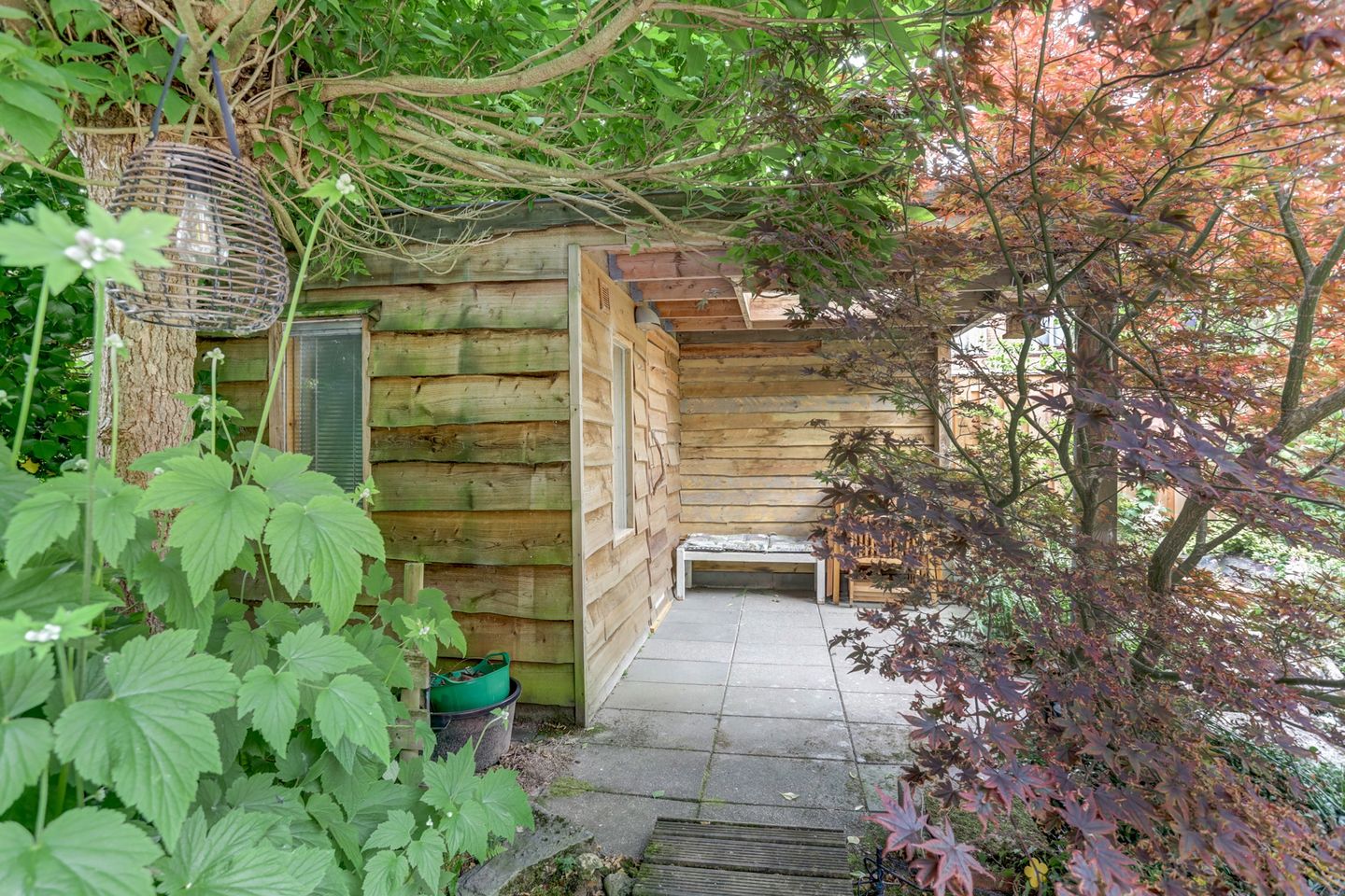 Foto 35 van Groene Specht 11