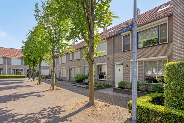 Foto 23 van Kokmeeuw 2