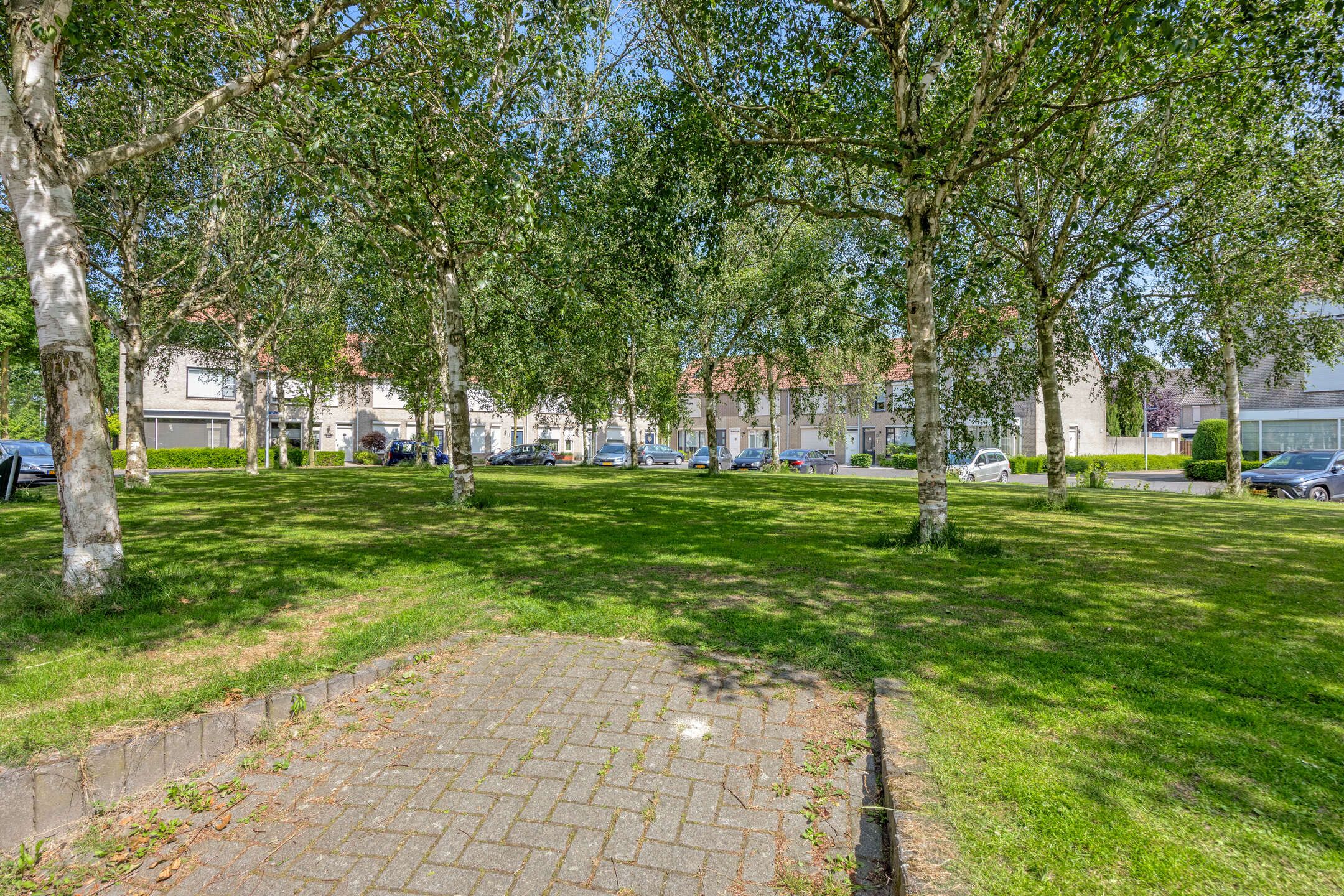 Foto 24 van Kokmeeuw 2