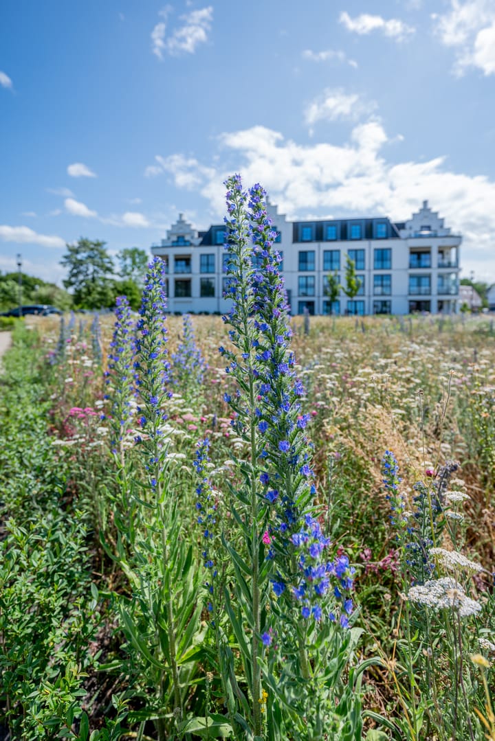 Foto 49 van Plataanpad 42