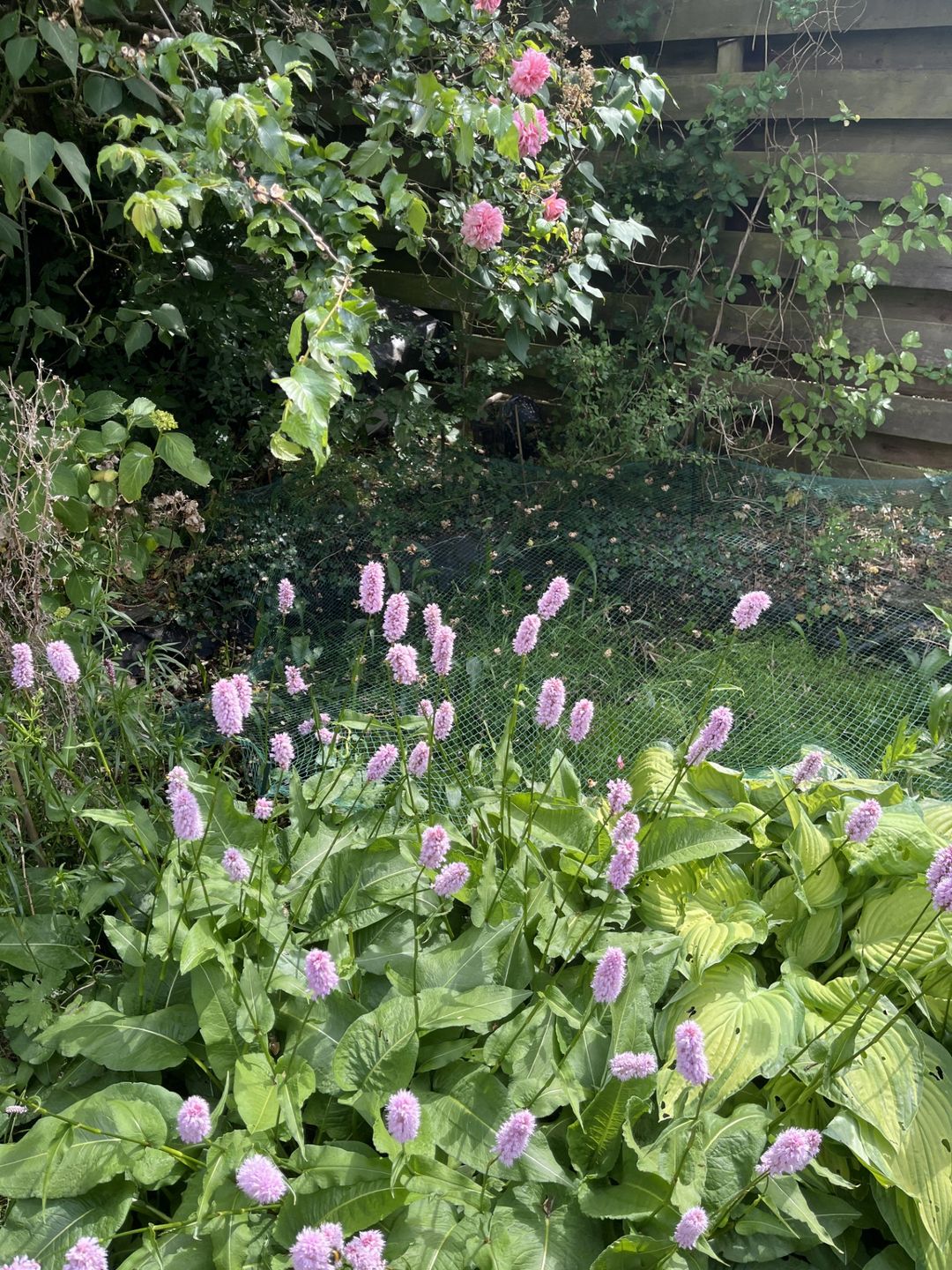 Foto 22 van Kamerlingh Onneslaan 80