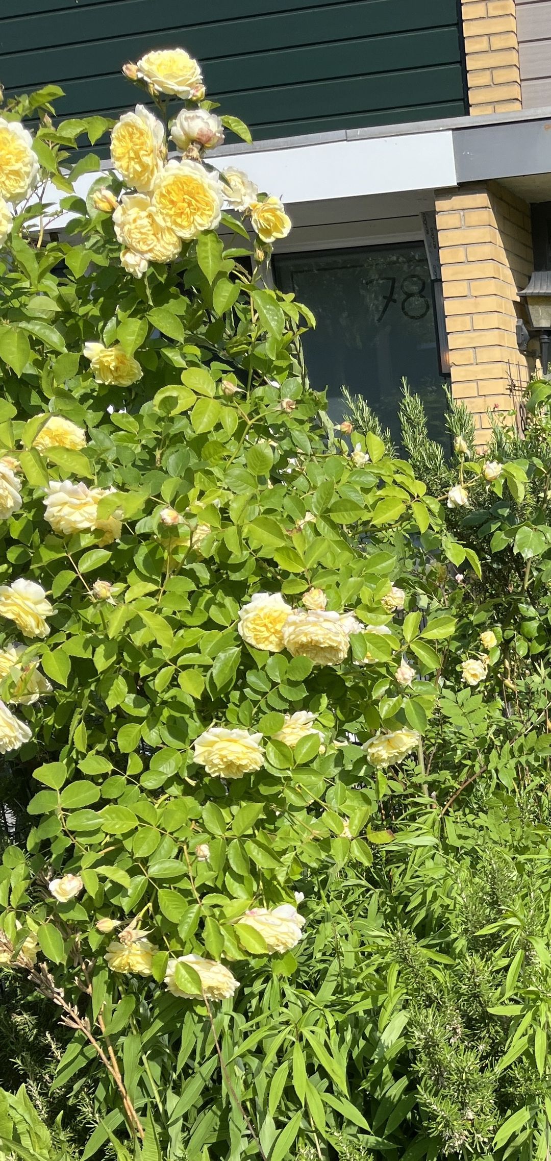 Foto 23 van Kamerlingh Onneslaan 80