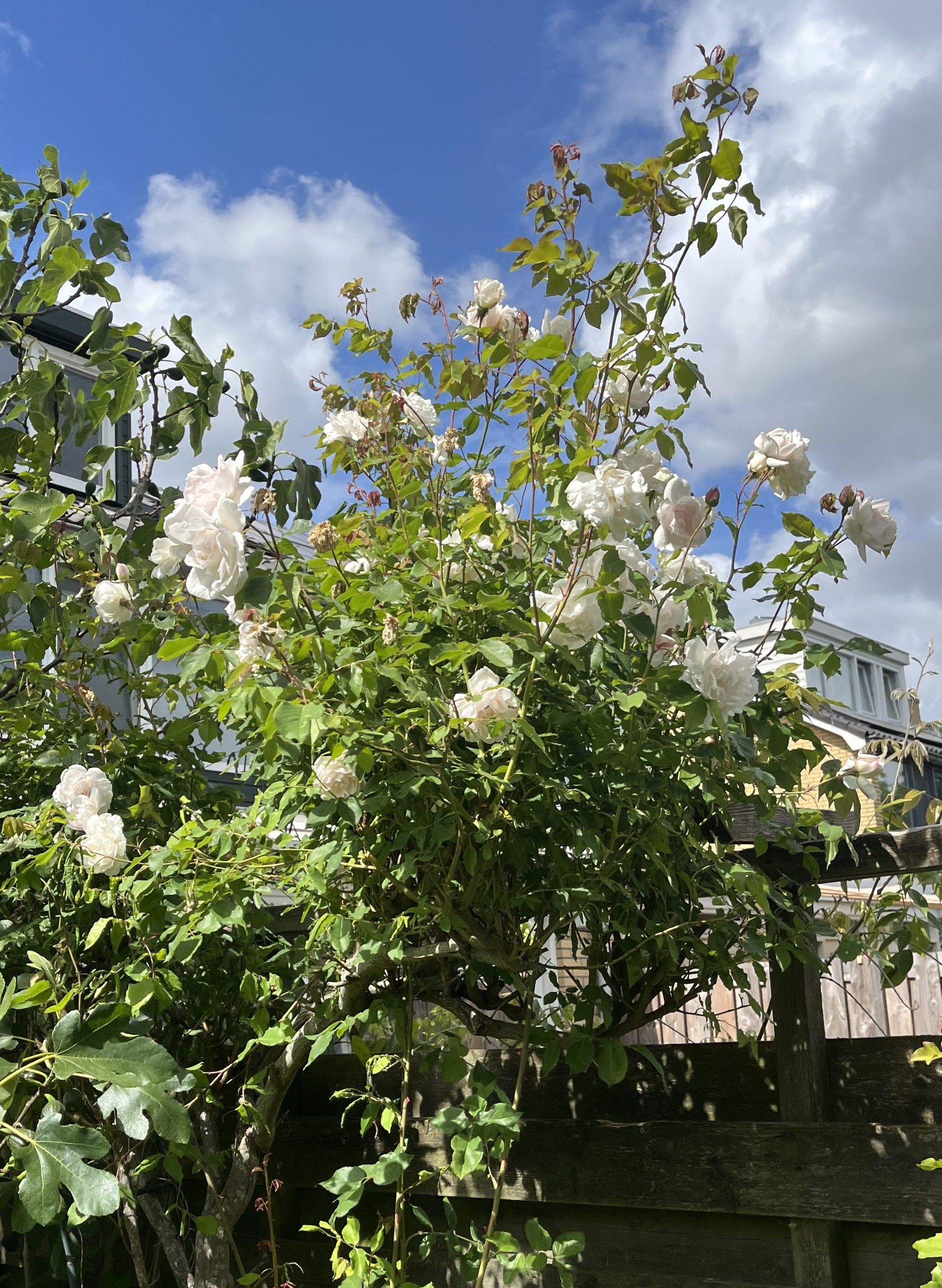 Foto 24 van Kamerlingh Onneslaan 80